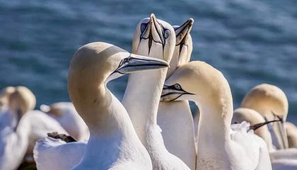 金沙娱乐|羽毛球赛事v5.2.1